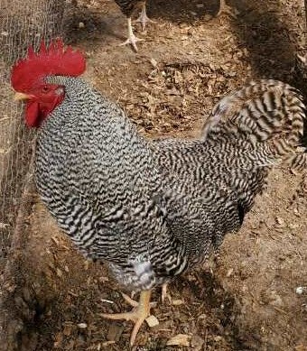 German Hen Lays Near Record Sized Egg